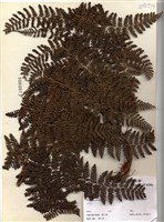 藏品(柄囊蕨)的圖片